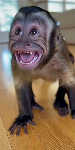 He Farted Then Smiles Like a Legend 😂🐒💨 | Funny Monkey Moments