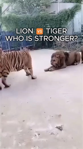 Lion vs Tiger: Size, Strength & Facts 🦁🐯 #shorts #animals #wildlife