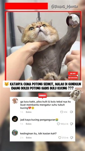 IS IT REALLY OKAY TO SHAVE A CAT'S FUR COMPLETELY ⁉️ #shortvideo #viral #funnycat