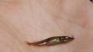 An explanation of the northern pike spawn in our area