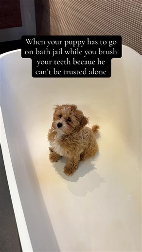 Billy on bath jail time #funnydogs #dogtok #fyp #maltipoo #puppy