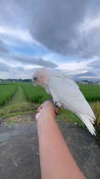 Day 13 - Toss 2: 189 Seconds of High Endurance! 🌬️🔥 #shorts #freefly #parrot #cockatoo