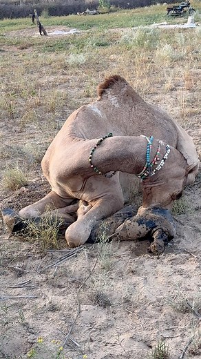 7.6M views · 26K reactions | Camel Goes Wild in Cold Desert Weather |...
