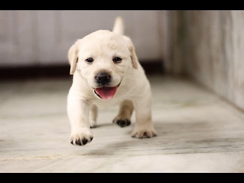 かわいい犬の動画集面白いので癒される（1）