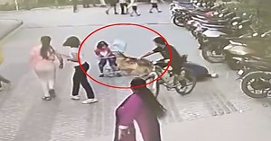 German Shepherd Bites 6-Year-Old At Ghaziabad Housing Complex |