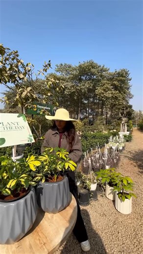 Ever noticed a plant that looks like tiny green umbrellas? ☔️ 🍀 Schefflera Variegated is a popular choice for landscaping and indoor spaces, loved for its easy care and hand-shaped leaves. ✨ Available today with a special 10% price benefit at Greenways Nursery. 📍 Greenways Nursery, Fatehpur Beri, New Delhi #schefflera #scheffleravariegata #landscaping #landscapingplants #indoorplants | Greenways Nursery