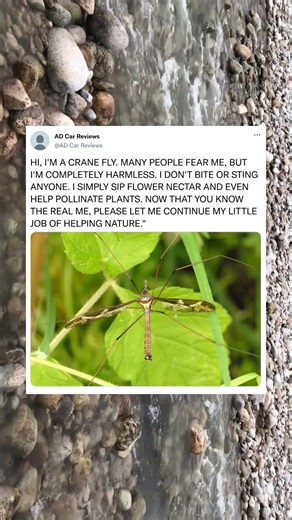 The Truth About Crane Flies: They're Completely Harmless!