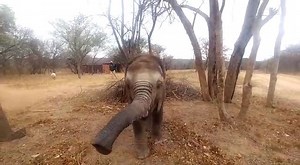 Mopane, is definitely feeling better, though still a little weak. He even went for a walk this morning, with Lammie by his side, and his carer, Liverson. Juandrey, a curator at HESC got this lovely little video of Mopane, with his active and inquisitive trunk. Our huge love and thanks to everyone that has sent prayers, wishes and love for Mopane. He is definitely a little fighter! | Hoedspruit Endangered Species Centre