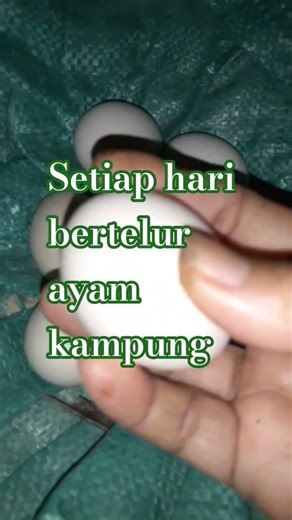 Selalu ada yang #ditunggu ayam bwrtelur tiap pagi.