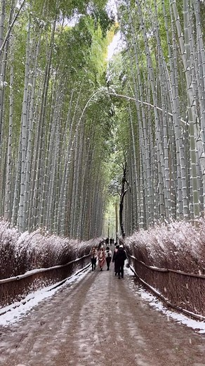 Snowing Day in Kyoto | Winter Wonderland in Japan