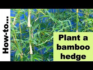How to select and grow clumping bamboo