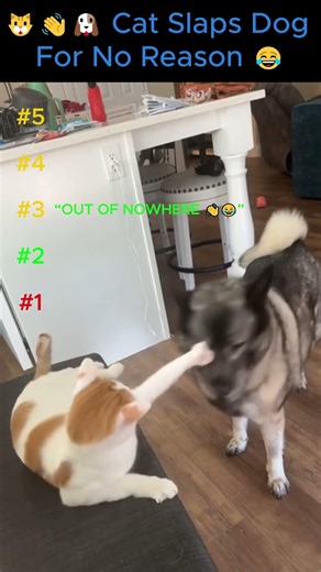 Cats Slaps Dog For No Reason 😂🐱 Dog Was Innocent! #FunnyAnimals #CatVsDog #Shorts #ViralShorts