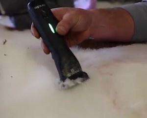 Watch how the #AndisGrooming Blue Ribbon Blade just glides over that coat. 👀 With smooth, precise feeding and carbonized steel to extend edge life, this blade is made for professional livestock grooming. Try it out for yourself! #AndisGroomingUK | Andis Grooming UK