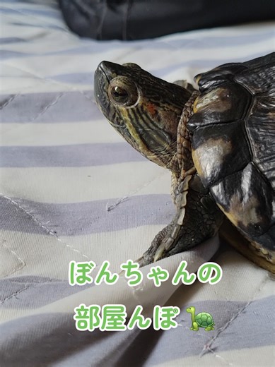 ぼんちゃん部屋んぽ🐢 2026/5/13 #亀 #かめ #カメ #ミドリガメ #ミシシッピアカミミガメ