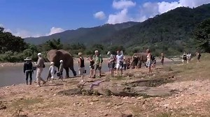 1.1K views · 28 reactions | Meet this woman, an elephant whisperer....