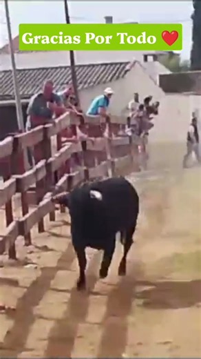 El Toro Bravo Corriendo En El Encierro De Entrerrios. #torosbravos #toroultra #toromecanico