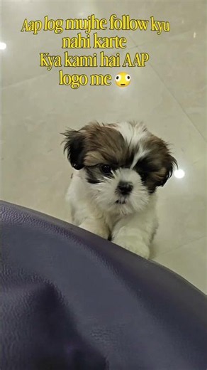 kya kami hai aap logo me? Zola wants to know 😂🎀😤 #cutepuppy #petlover #dogs #shihtzu #viral #puppy