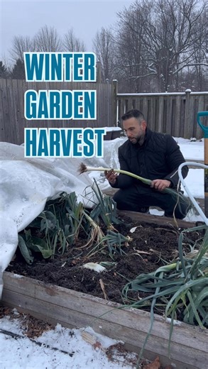 This winter garden isn’t AI 🥶🥕 A little snow doesn’t stop the harvest. How can you still have fresh veggies in winter? Choosing cold-hardy crops and protecting them the old-school way. 🌱 What’s being picked: • Kale, spinach, chard • Carrots, beets, leeks • Brussel sprouts, cabbage, cauliflower 🛡️ How it actually works: • Planting cold-hardy veggies in fall • Poly tunnels, cloches & cold frames trap heat • Mulch with straw or shredded leaves to insulate roots • Pick on mild days until the soi