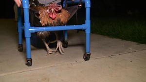 Rescue chicken uses therapy wheelchair to learn to walk again