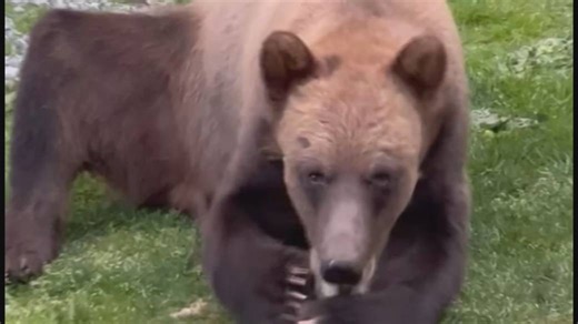 Grizzly bear hangs out in Kitimat B.C. backyard