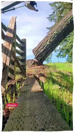 Cutting Down Trees on a Steep Hill | Dangerous Tree Felling