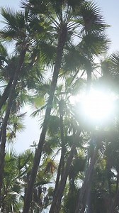 3.1K views · 158 reactions | Bringing St. Pete to you. ☀️ Missing the city we call home? We are bringing it to you! These palms in Gizella Kopsick Palm Arboretum are some of our favorites. We hope this little pocket of the city brings you peace + tranquility.  | City of St. Petersburg, Florida | Facebook