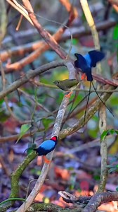 77K views · 6.6K reactions | Deep Forest Dance | Nature And Wildlife | Facebook