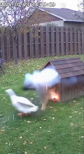 Goose Firecracker Prank 💥🪿🐕 | Dog Explodes and Starts a Wild Chase 😂