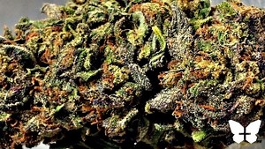 Bubba OG | Marijuana Strain Reviews