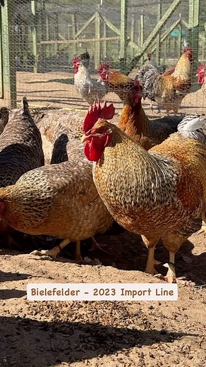 Say hello to the Bielefelder—the ultimate family-friendly chicken! 🐓❤️ Known for their gentle nature and jumbo brown eggs (~200-250 per year! 🥚✨), they’re the perfect addition to any backyard flock. 🏡🐥 Link in bio! | Greenfire Farms