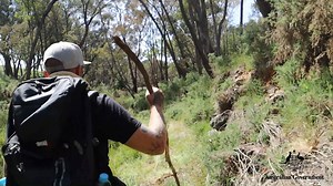 Look Up and Live, drop bear season is here! Are you and your family prepared for Australia's most dangerous season? Here are some handy tips to keep you safe this spring; 👉Observe and note drop warning ⚠️ signs in state and national parks. 👉 Avoid mature tall gumtrees, particularly near rivers. 👉 Keep a small patch of veggimite on your backpack or hat. Drop bears 🐻 natural avoid the smell. 👉 Carry and learn to use a tourniquet. 👉 Breeding season is September through December. Please avoid 