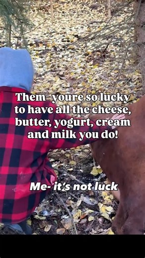 Kate @venisonfordinner on Instagram: "Luck? You mean hard work, grit, the willingness to go outside and care for animals year round? The willingness to make every dang thing I can from scratch (when ‘you could buy that at the store you know’) because that’s what I want for my family? sure. You could call it luck. But that’s a lie. I worked DANG HARD to hone in on my cheesemaking recipes so that our family has all the cheese we could possibly eat- and I put it all together into a cheesemaking cou