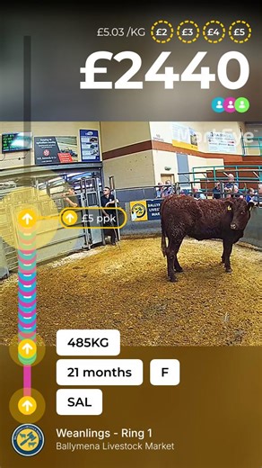 7.4K views · 39 reactions | Ballymena Livestock Market on Reels | Facebook