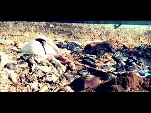 Los Angeles Shelter rendering plant. PILES OF DEAD SHELTER ANIMALS! Sold by the pound!