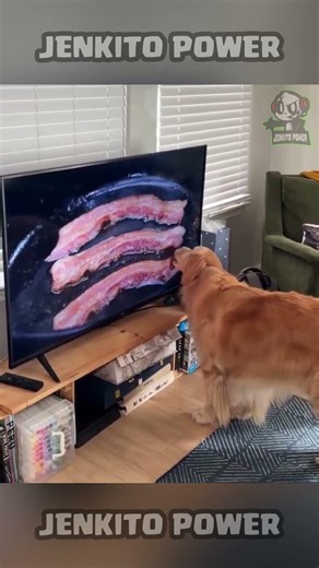 MY DOG IS HUNGRY (Spanish Parody) Memes in SPANISH #shorts #humor