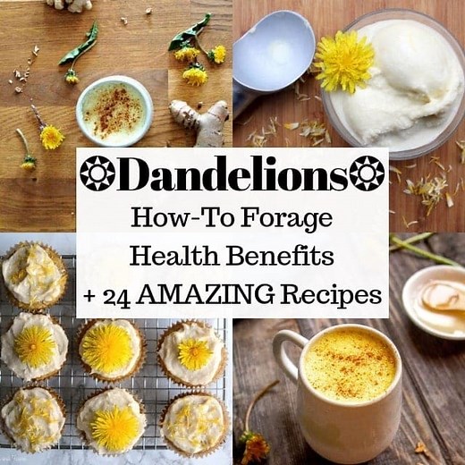 24 Dandelion Recipes + Health Benefits & MORE!