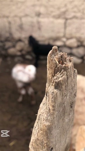 Gentle sheep 🐑 on the farm #farm #animals #lamb #viralvideo #sheep