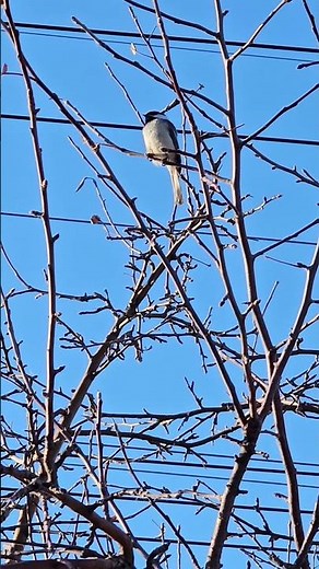 What Does a Chickadee Sound Like? Real Morning Bird Call 🐦