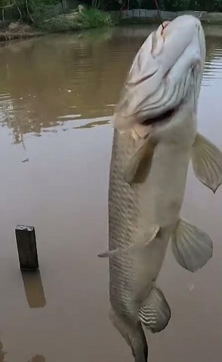 Como pescar con anzuelo y flotador, pesca con boya