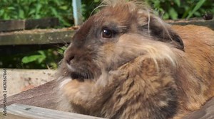 portrait of a brown rabbit of the Angora lion-headed breed licking his lips, sitting on a wooden table in summer against a background of green shrubs on a farm. The concept of breeding purebred animal