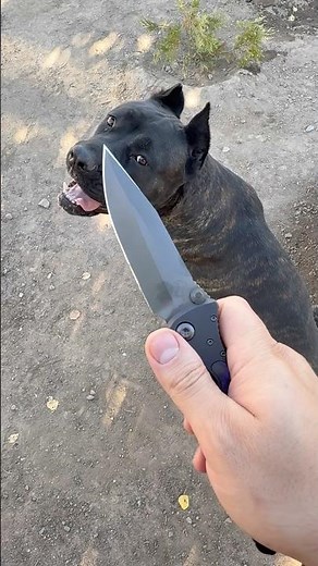 Microtech Socom Elite Spike Grind - how it should be sharpened(sharpened by me) #knifecollector