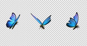 Flying Butterfly - Blue Swallowtail - Transparent Loop