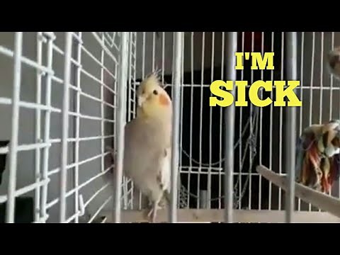 Sick Cockatiel THROWING UP Undigested Seeds 💔 Cockatiel Vomiting