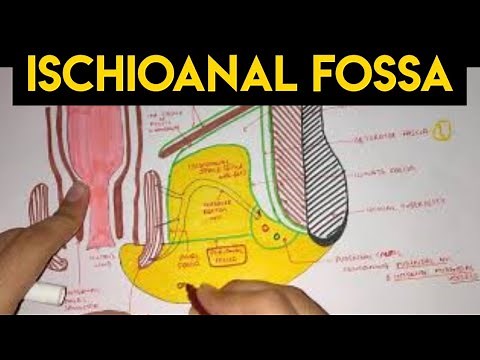 Perineum - 2 | Ischioanal Fossa