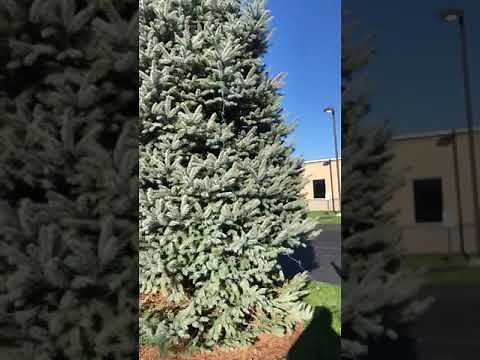 4 tips how to hang Christmas lights on an outdoor tree for that classic clean professional holiday