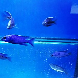 Some truly incredible Copadichromis Azereus available, males and females. We may keep a few In house since they are so nice. If interested www.southeastcichlids.com or email us at sales@southeastcichlids.com. #southeastcichlids #africancichlids | South East Cichlids