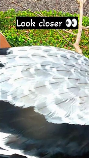 You Won't Believe How Detailed Magpie Feathers Are Up Close 🖤🤍 #magpie #birds