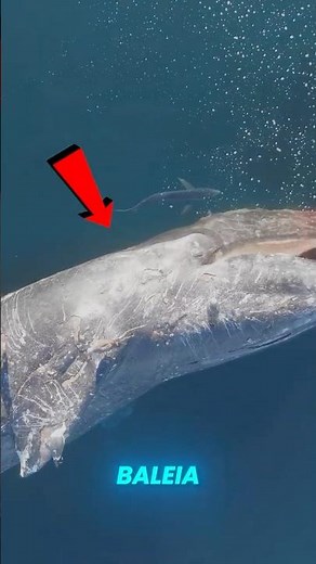 The secret hidden in the death of WHALES