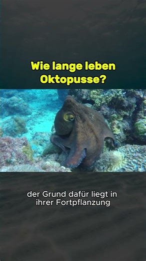 Wie lange leben Oktopusse?