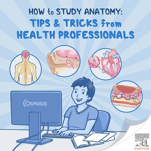 How to Study Anatomy: Tips and Tricks from Health Professionals - Osmosis Blog
